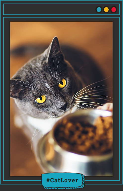porción Nutriss gatos